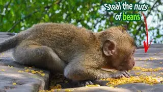 Monkey eats dropping beans.🐵❤️