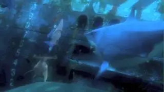 Never Finding Nemo + Jaws