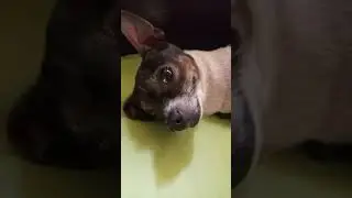 Meet Dot (3 legged dog)