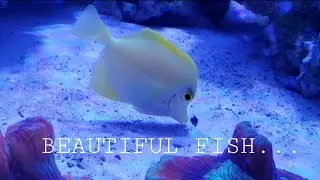 Pretty fish#viral #trending #fish #aquarium