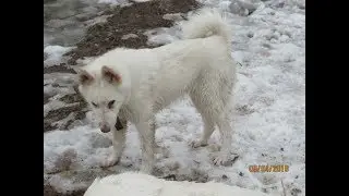 ЗЛАТА ЧУМАЗАЯ, МОКРАЯ ВСЯ!!!