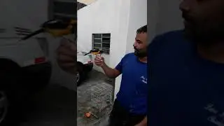 Segunda fase do adestramento dos corrupião