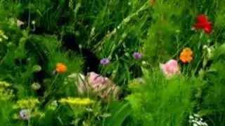 my dead in bloom