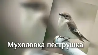 Мухоловка пеструшка