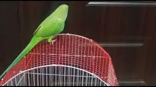 talking parrot | miyan mithu | ringneck parrot |full video |#parrot #bird #green #ringneck #viral