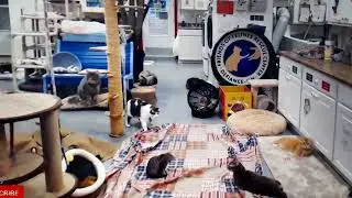 FFRC cats Kitten Aragorn challenges Alma, Egypt chases Nyota, Trusty hisses at Derecho