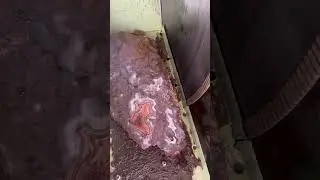 One of the biggest ever found 🍯