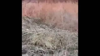Дикий леопард обнаружен на новой территории 