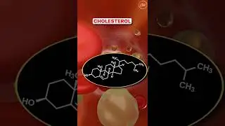 Maximizing Testosterone & Managing Cortisol for Peak Performance! 💪🔬