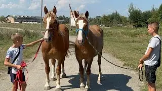 Лошиці на Продажу