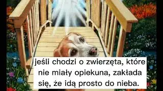 dlaczego mówi się że zwierzak odchodzi za tęczowy most? 🌈🐕