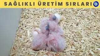 SAĞLIKLI KUŞ NASIL ÜRETİLİR 🧿