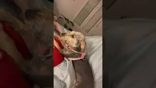Quand ton chien est très expressif