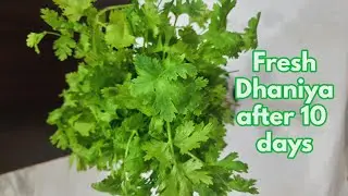 How to keep Coriander /cilantro fresh for longest time / धनिया पत्ती तजा रखने का सबसे कारगर तरीका