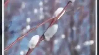 Вербиное воскресенье