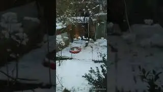 Мускусная уточка в снежной ванне😂 ❄️❄️