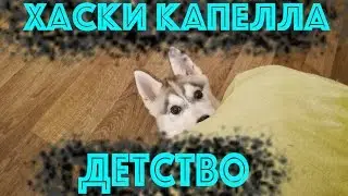 ХАСКИ КАПЕЛЛА  ДЕТСТВО! КАК РАЗВЛЕКАЛАСЬ НАША ХАСКИ БУДУЧИ МАЛЕНЬКИМ ЩЕНКОМ