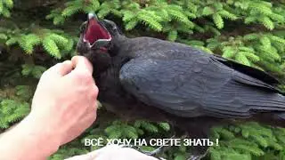 Ворон. Жизнь ворона. Черный ворон.