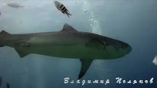 Остров Fuvahmulah Мальдивы