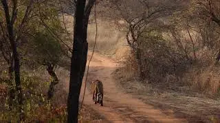 Tiger marking territory Canon EOS R5 slow motion