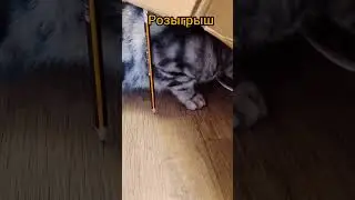 Розыгрыш. Кот и коробка