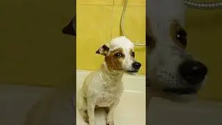SPA DAY для собаки