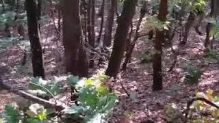 Zagart e Rexhep Rexhepit Mikushnic
