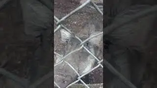 This hog doesn't sing hukuna matata. Kumasi zoo Ghana