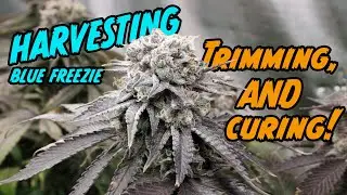 Harvesting and Curing FAT PURPLE COLAS - How I Grew Organic Weed in Living Soil (Pt. 5)