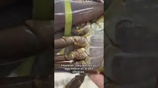 Lavender Purple 🪻Scylla tranquebarica #MarineLife #MudCrab #OceanWonders