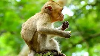 Poor baby monkey Janna very lonely after lose brother till now mom Jane less care let Janna alone