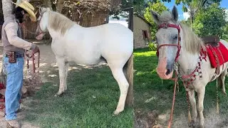 COLOQUEI MEU ARREIO VERMELHO NO CAVALO BRANCO OLHA COMO FICOU
