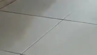 крыса прикол