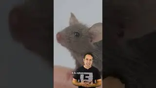 MAIS TEMPO DE VIDA PRA ELES🐶 