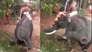ചട്ടം പഠിപ്പിക്കുവാൻ വന്ന പാപ്പാന്മാരെ വെള്ളം കുടിപ്പിച്ച ദേവസേനൻ-9| Elephant attack kerala | Sree 4