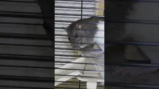 Кормление крыс - что можно и что нельзя давать декоративным крысам #shorts