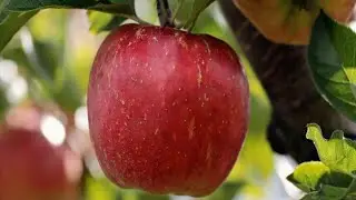 Релаксация–визуализация (Яблоко)