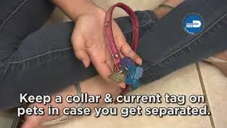 Hurricane Preparedness - Pet Safety