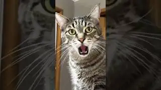 Funny cats 😂 episode 23 #shorts