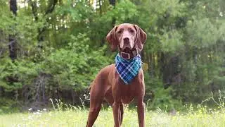 Jersey the Vizsla - April 2020