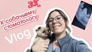 К ВЕТЕРИНАРНОМУ СТОМАТОЛОГУ: УЗ-чистка, почему грумер не должен чистить зубы и как все прошло🐶🦷
