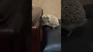 Ёжик поскользнулся и упал