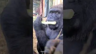 This lovely lady is enjoying her leeks! #gorilla  #eating #asmr #satisfying