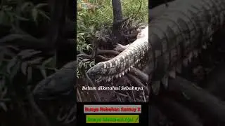 Buaya Rebahan, Menemui Ajalnya 😨🐊#shorts