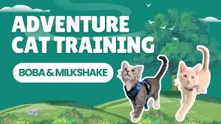 Adventure Kitty Training:  Boba🧋& Milkshake 🍦