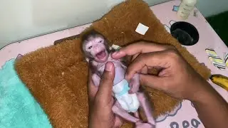 VERY SMALL BABY MONKEY STILL ANGRY, AFTER FOUR DAYS OF USING GLOVES