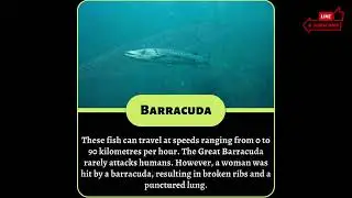Top 10 Most Dangerous Fish in the World| Interesting Facts| Funpectationfad