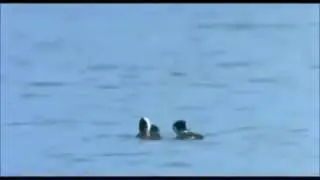 Танцующие гуси на воде