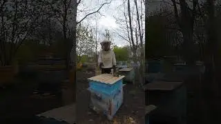 When to put up bee stores?