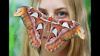 las mariposas monarcas invaden Mexico